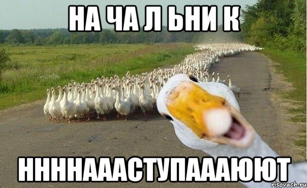 НА ЧА Л ЬНИ К ННННАААСТУПАААЮЮТ, Мем гуси