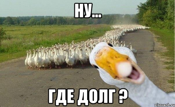 НУ... ГДЕ ДОЛГ ?, Мем гуси