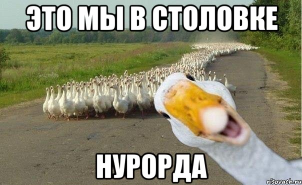 Это мы в столовке НурОрда, Мем гуси