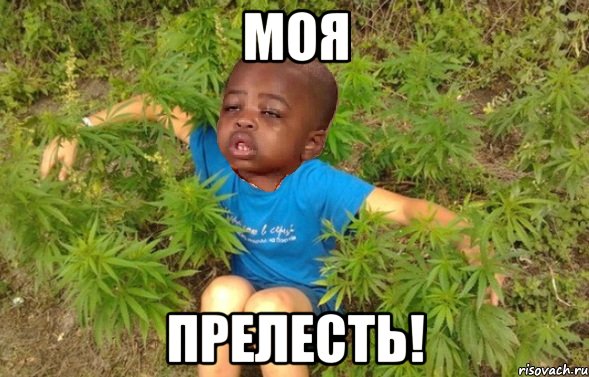 моя прелесть!, Мем коноп