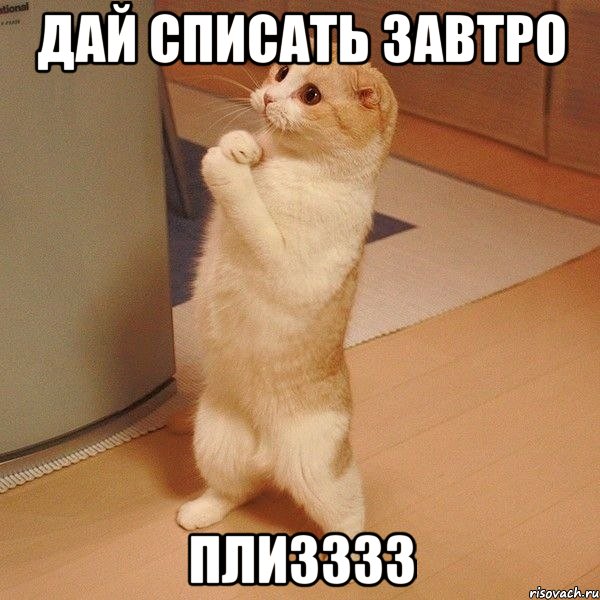 дай списать завтро плизззз, Мем  котэ молится
