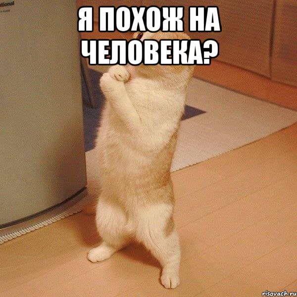 Я похож на человека? , Мем  котэ молится