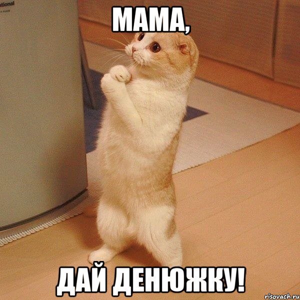 мама, дай денюжку!, Мем  котэ молится