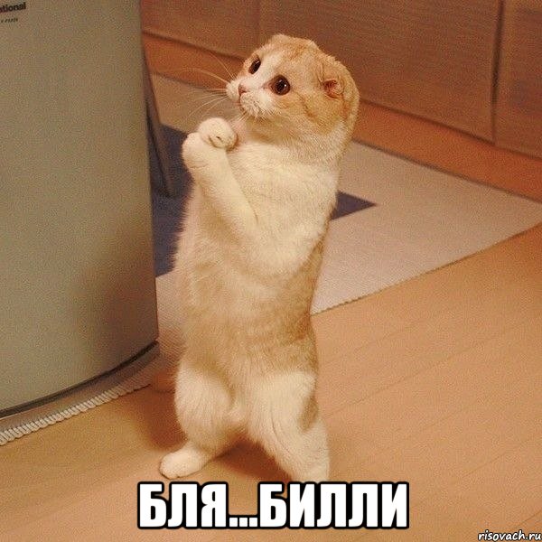  бля...Билли, Мем  котэ молится