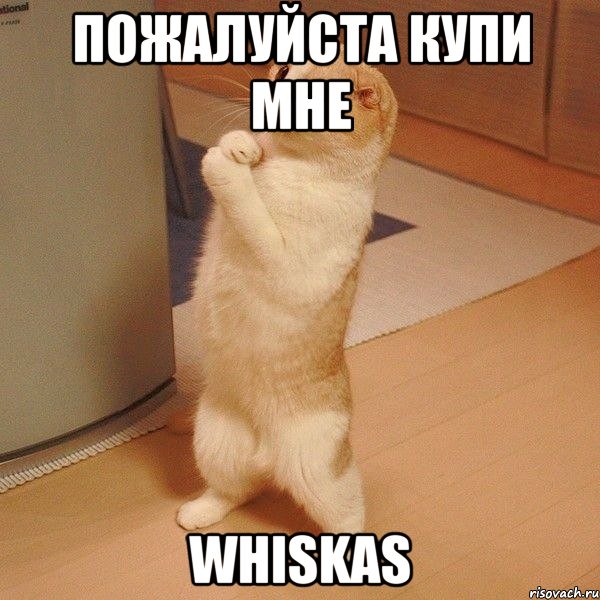 Пожалуйста купи мне Whiskas, Мем  котэ молится