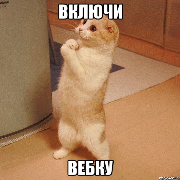 Включи вебку, Мем  котэ молится