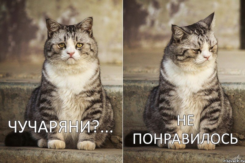 Чучаряни?... не понравилось, Комикс котейка