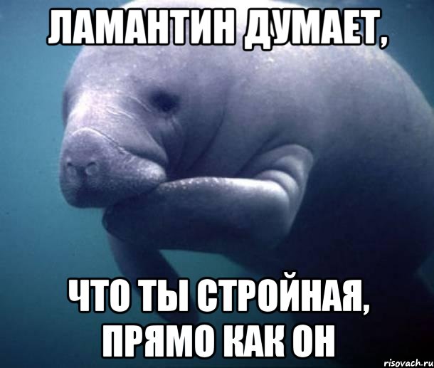 Ламантин думает, Что ты стройная, прямо как он