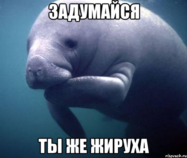 задумайся ты же жируха