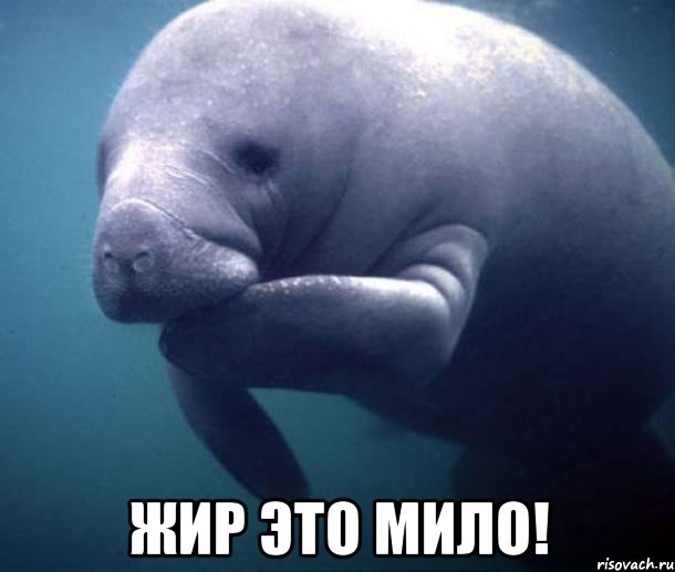  ЖИР ЭТО МИЛО!