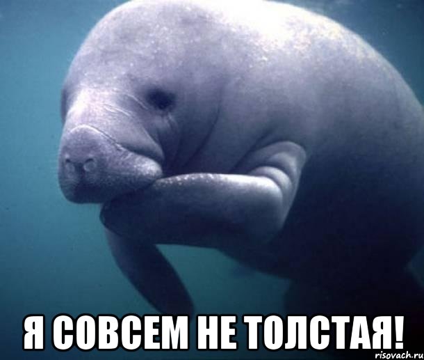  Я СОВСЕМ НЕ ТОЛСТАЯ!