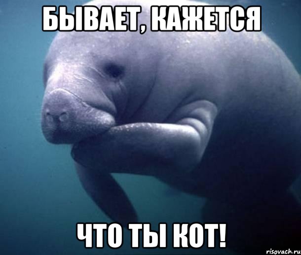Бывает, кажется что ты КОТ!