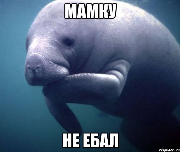 МАМКУ не ебал