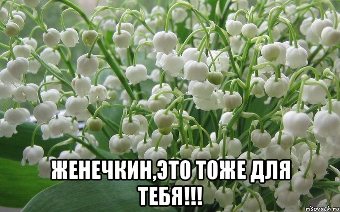  Женечкин,это тоже для тебя!!!, Мем Ландыши