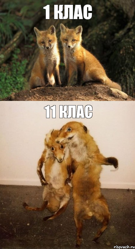 1 клас 11 клас, Комикс Лисицы