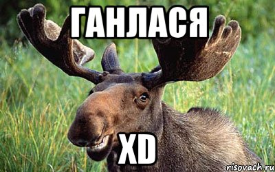 Ганлася XD