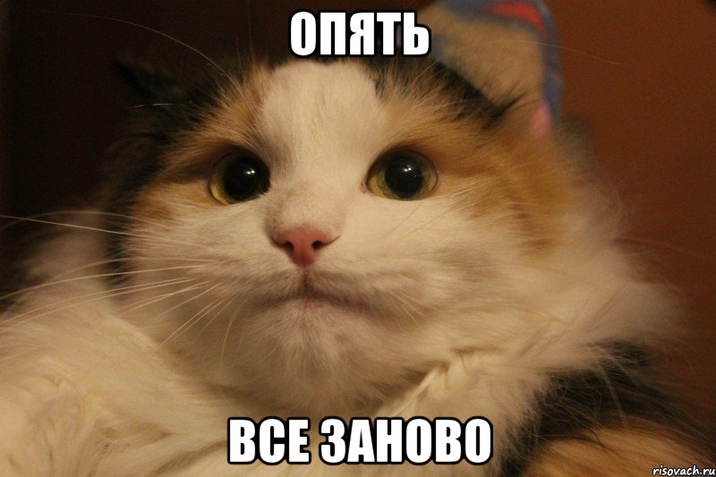 ОПЯТЬ ВСЕ ЗАНОВО, Мем Кот в колпаке
