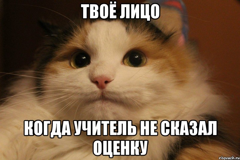 Твоё лицо Когда учитель не сказал оценку, Мем Кот в колпаке