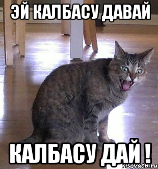 эй калбасу давай калбасу дай !