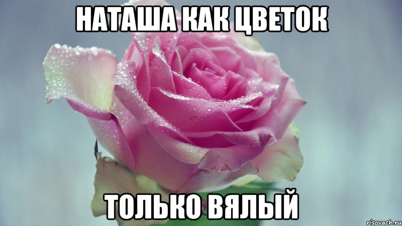 Наташа как цветок только вялый, Мем Молодой Цветочек