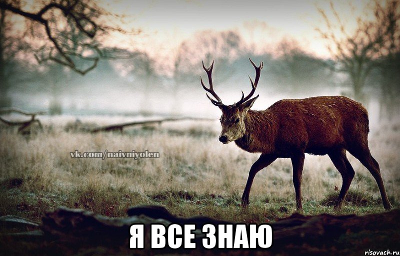  я все знаю, Мем naivehole