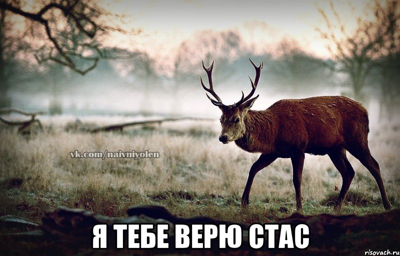  Я ТЕБЕ ВЕРЮ СТАС, Мем naivehole