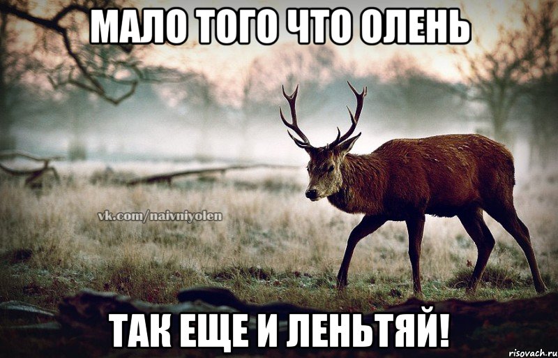 мало того что олень так еще и леньтяй!, Мем naivehole