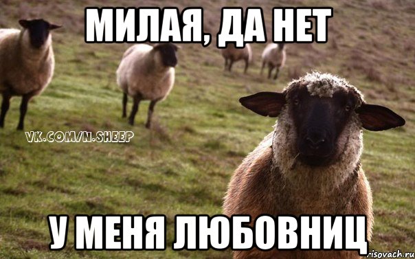 Милая, да нет у меня любовниц, Мем  Наивная Овца