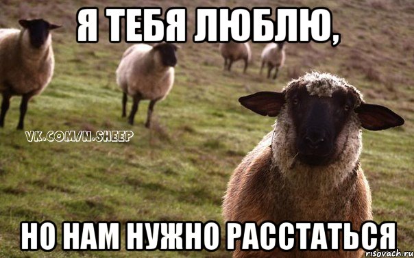 я тебя люблю, но нам нужно расстаться, Мем  Наивная Овца