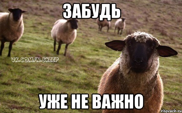 забудь уже не важно, Мем  Наивная Овца