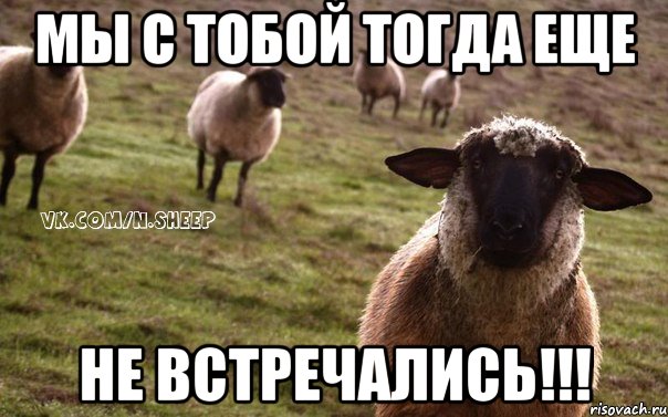 мы с тобой тогда еще Не встречались!!!, Мем  Наивная Овца