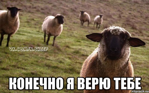  конечно я верю тебе, Мем  Наивная Овца