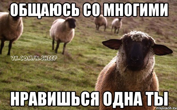 общаюсь со многими нравишься одна ты, Мем  Наивная Овца