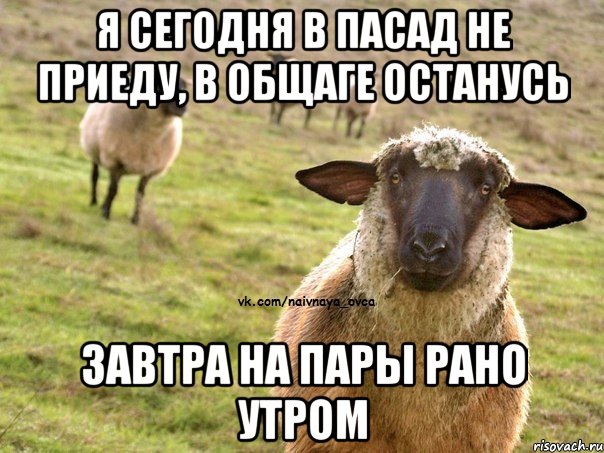 Я сегодня в Пасад не приеду, в общаге останусь Завтра на пары рано утром, Мем  Наивная Овца