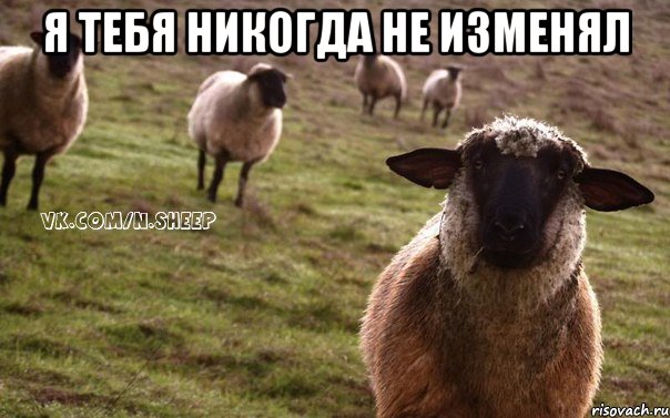 я тебя никогда не изменял , Мем  Наивная Овца