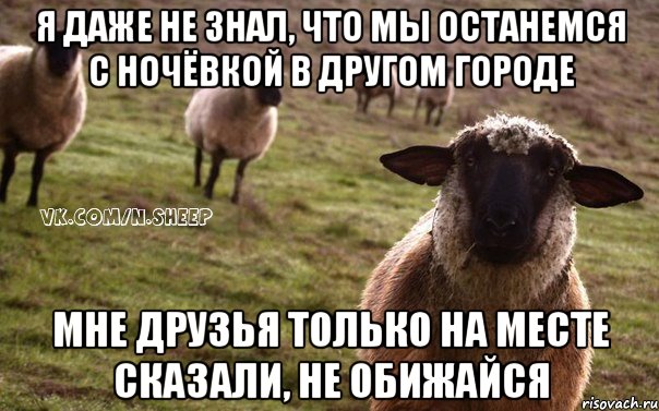 я даже не знал, что мы останемся с ночёвкой в другом городе мне друзья только на месте сказали, не обижайся, Мем  Наивная Овца