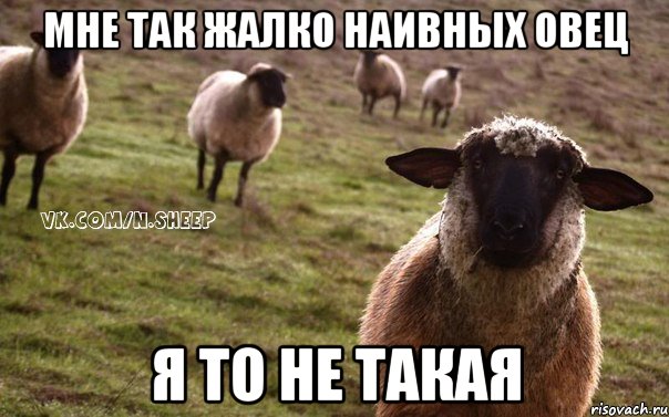 мне так жалко наивных овец я то не такая, Мем  Наивная Овца