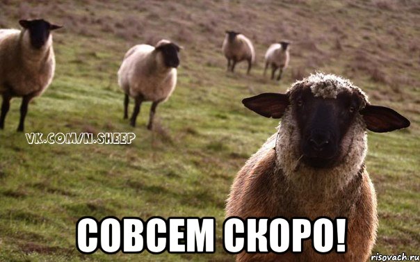  СОВСЕМ СКОРО!, Мем  Наивная Овца