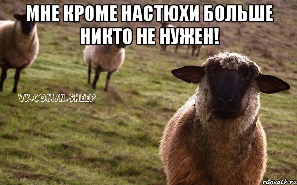 мне кроме Настюхи больше никто не нужен! , Мем  Наивная Овца