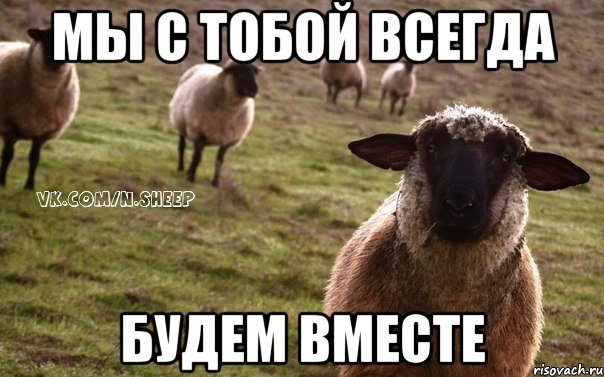 Мы с тобой всегда Будем вместе, Мем  Наивная Овца