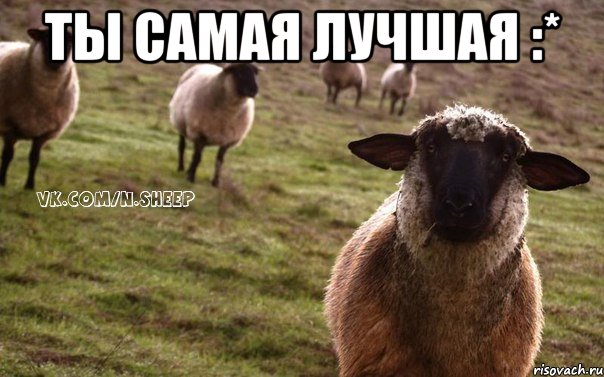 Ты самая лучшая :* , Мем  Наивная Овца