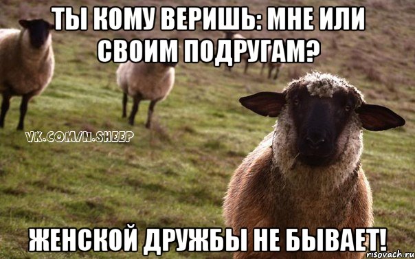 ты кому веришь: мне или своим подругам? женской дружбы не бывает!, Мем  Наивная Овца