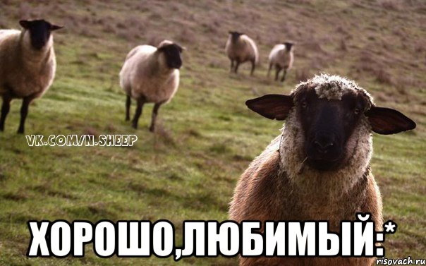  ХОРОШО,ЛЮБИМЫЙ:*, Мем  Наивная Овца