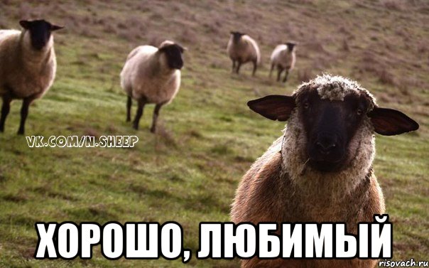  Хорошо, любимый, Мем  Наивная Овца