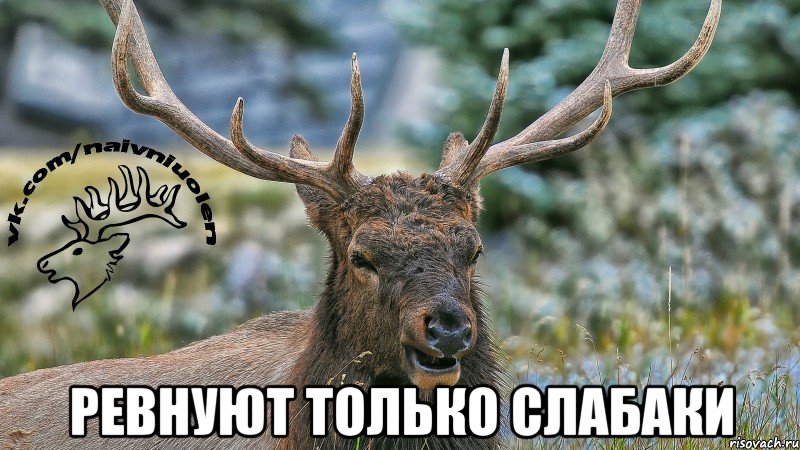  Ревнуют только слабаки