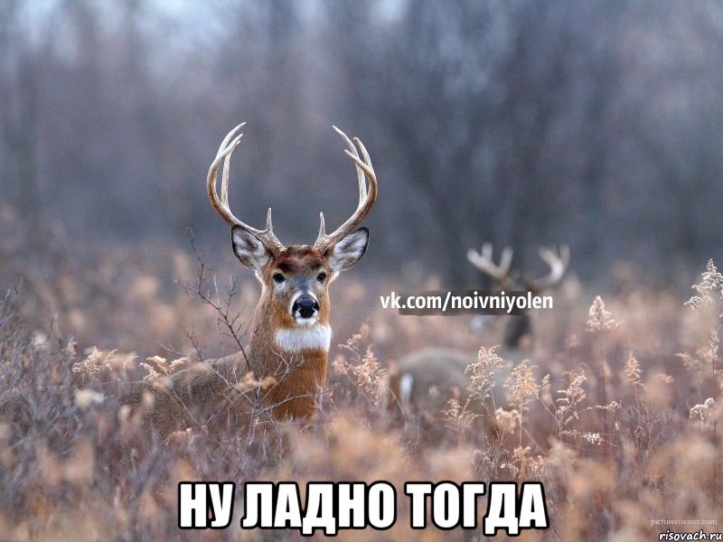  ну ладно тогда, Мем Наивный Олень vk