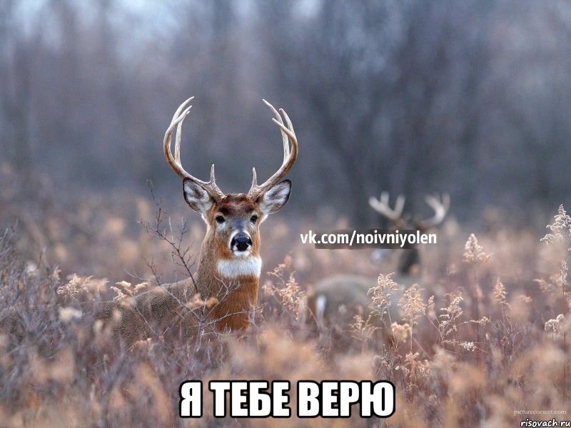  я тебе верю