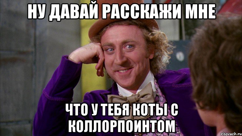 Ну давай расскажи мне что у тебя коты с коллорпоинтом, Мем Ну давай расскажи (Вилли Вонка)