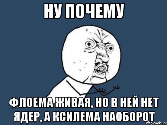 Ну почему Флоема живая, но в ней нет ядер, а ксилема наоборот, Мем Ну почему