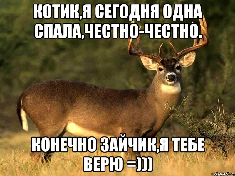 Котик,я сегодня одна спала,честно-честно. Конечно Зайчик,я тебе верю =)))
